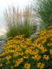 Goldsturm Cone Flower