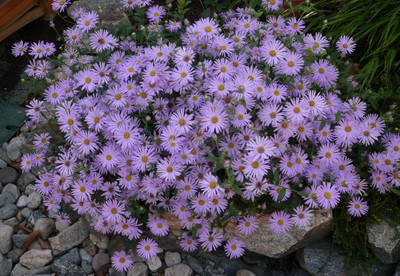 Summer Aster