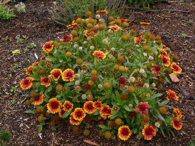 Goblin Blanket Flower