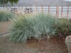 Blue Lyme Grass