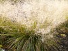 Tufted Hair Grass