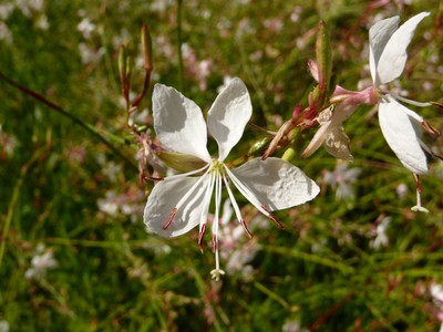 Butterfly Gaura