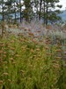 Gold Plate Yarrow