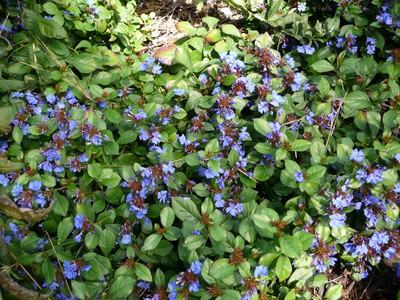 Blue Leadwort