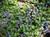 Blue Leadwort thumbnail