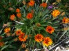 Gazania