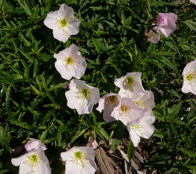 Siskiyou Evening Primrose