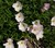 Siskiyou Evening Primrose thumbnail