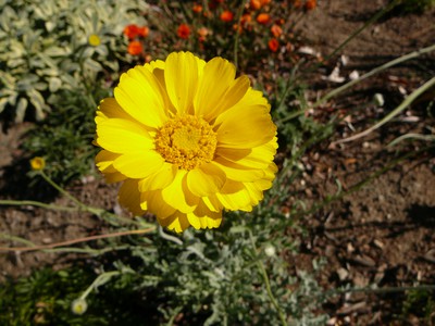 Desert Marigold