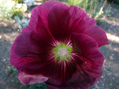 Hollyhock