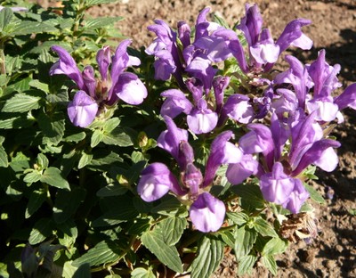 Alpine Skullcap