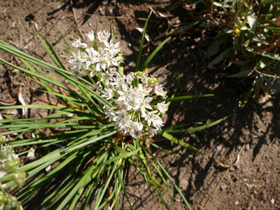 Garlic Chives