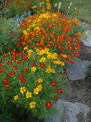 Signet Marigold