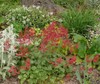 Red Coral Bells