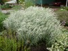 Rabbitbrush