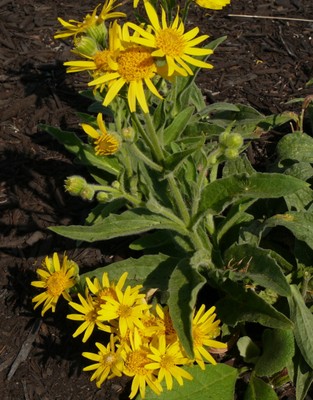 Orange Arnica