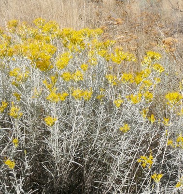 Rabbitbrush