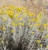 Rabbitbrush thumbnail