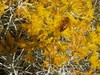 Rabbitbrush