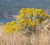 Rabbitbrush