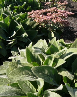 Giant Lamb's Ears