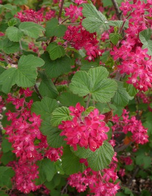 Red Flowering Currant