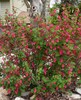 Red Flowering Currant