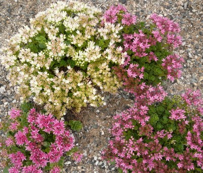 Dragon's Blood Stonecrop