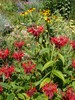 Red Beebalm