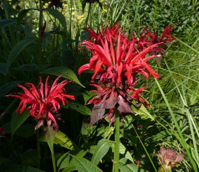 Red Beebalm