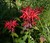 Red Beebalm thumbnail