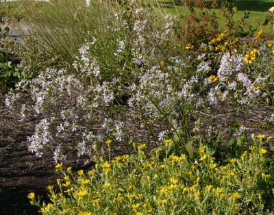 Showy Aster