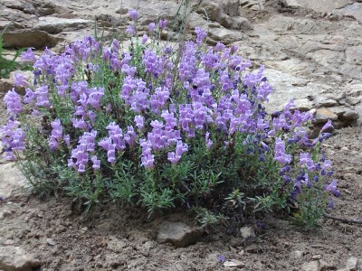 Purple Haze Shrubby Penstemon