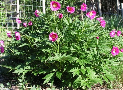 Peony veitchii