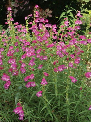 Mexican Penstemon