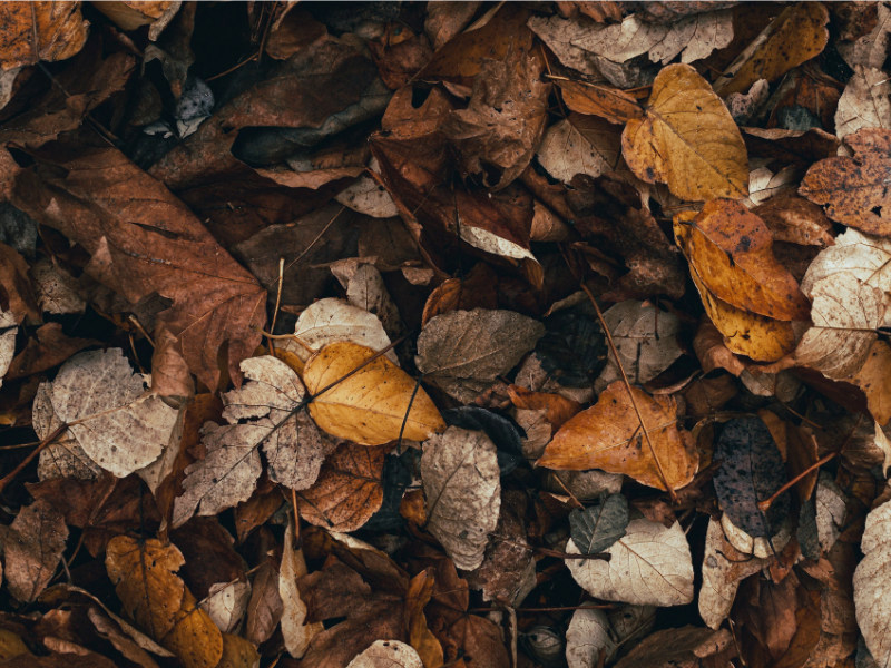 Dried leaves turning into mulch