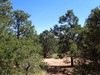 Colorado Pinyon