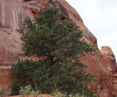 Colorado Pinyon