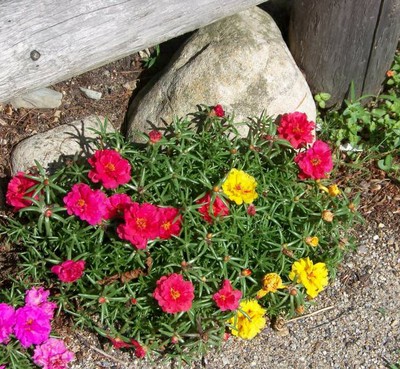 Portulaca