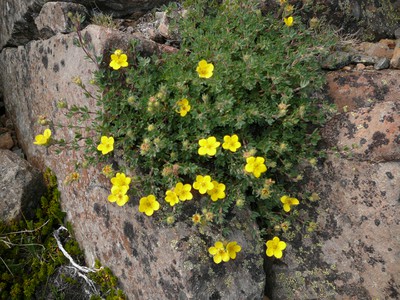 Potentilla, Shrubby Cinquefoil