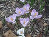 Crocus (Dutch - Spring blooming)