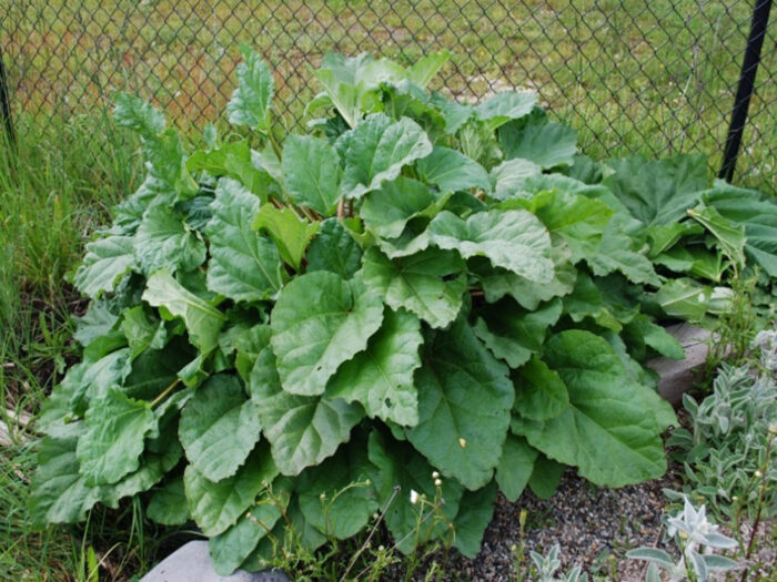 Rhubarb in the Garden