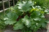 Rhubarb