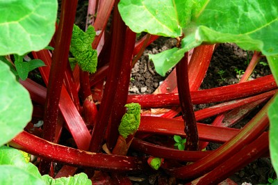 Rhubarb