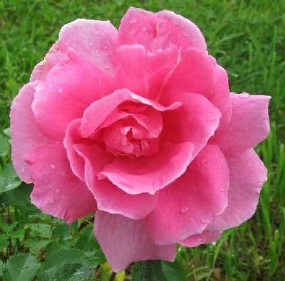 Carefree Beauty Rose