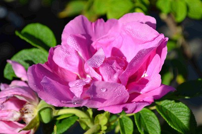 Foxi Pavement Rose