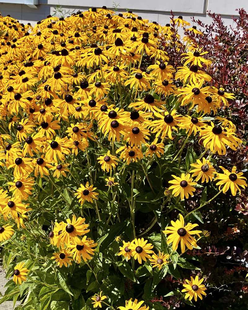 OXA Fall Plant Sale- Rudbekia