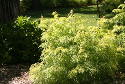 Lemony Lace® Elderberry