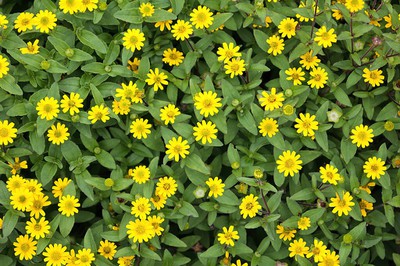 Creeping zinnia