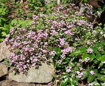 Rock soapwort